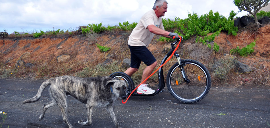 Dog Scootering