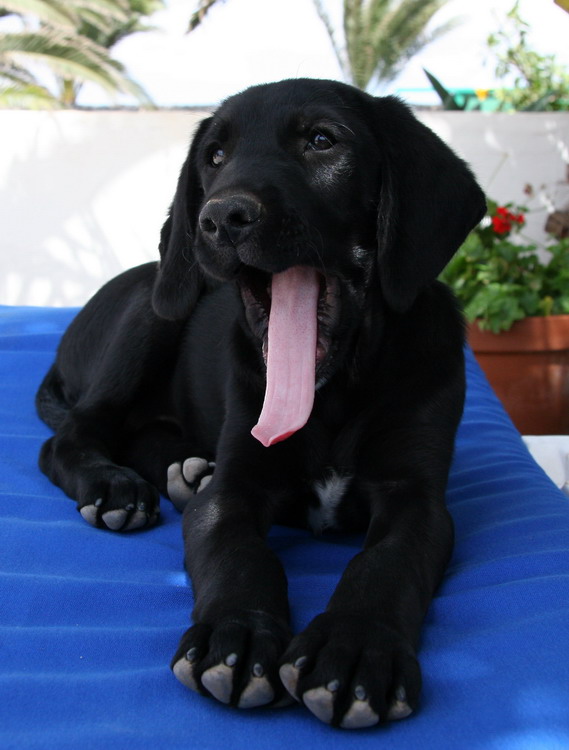 4-dog-yawn-jpg